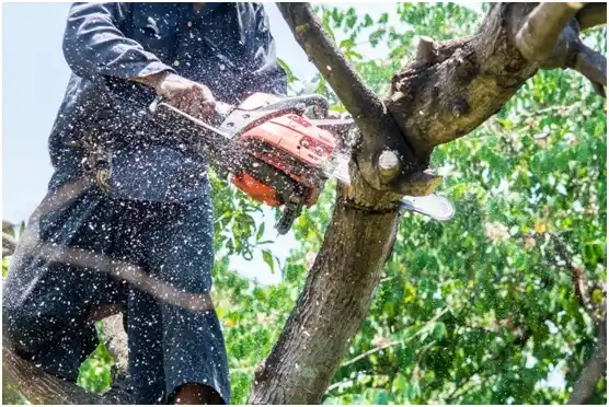 tree services Kingsport